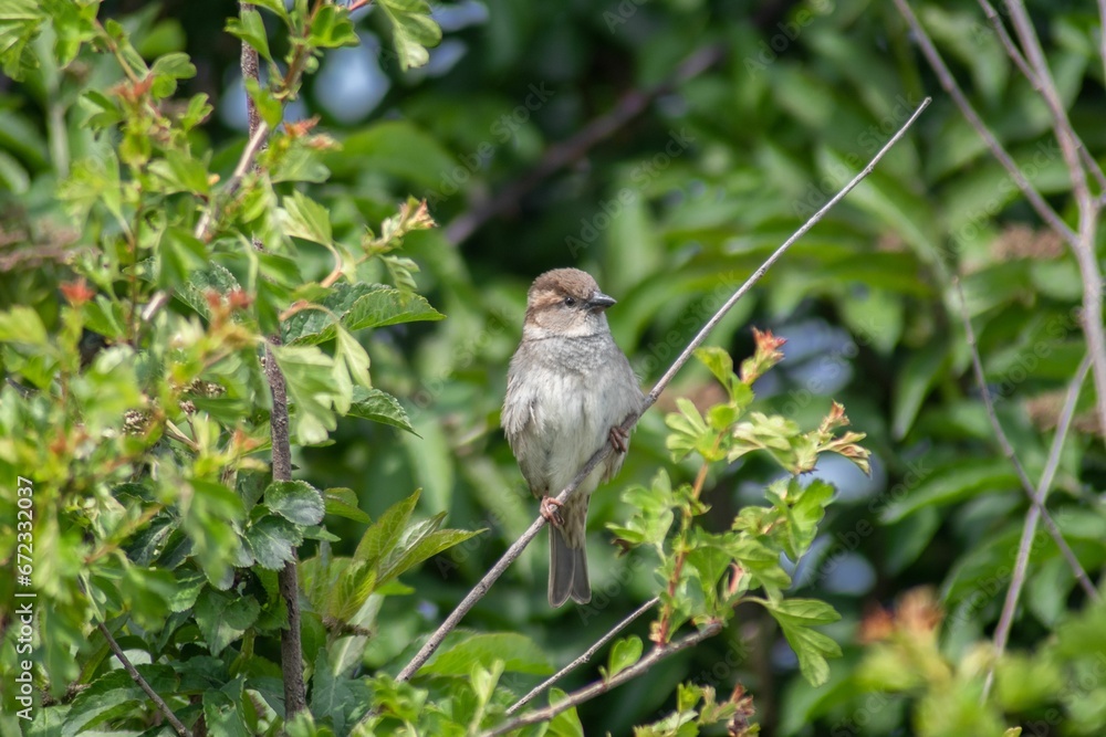 Small bird perched atop a branch surrounded by lush green foliage in a natural outdoor setting Small bird perched atop a branch surrounded by lush green foliage in a natural outdoor setting