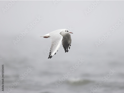 Seagull flying in fog, wings down