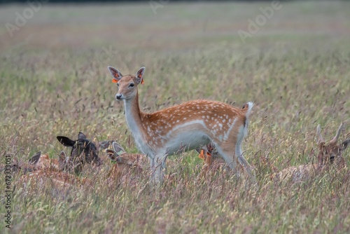 Deer in a grassy field