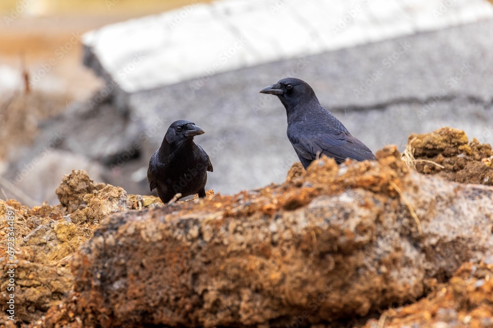 Obraz premium Selective focus shot of two crows perched on a brown rock