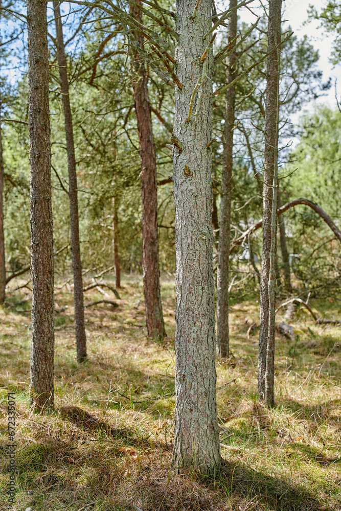 Obraz premium Beautiful lush green forest in springtime, tall pine trees growing in harmony with nature. Tranquil summer morning with a view of a zen, quiet jungle. Soothing nature with fresh air and calm ambience