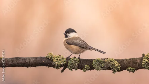Obraz Sikora uboga Poecile palustris