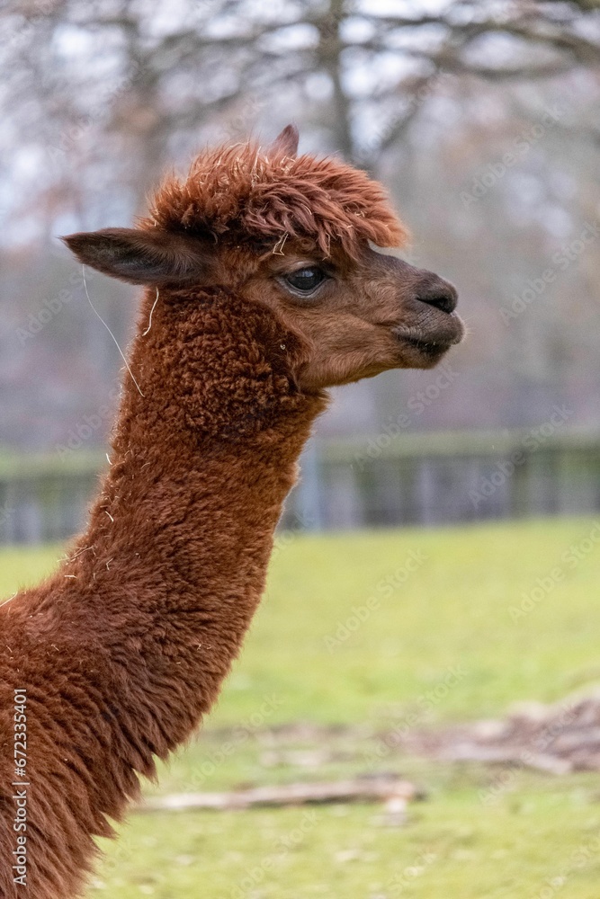 Obraz premium Portrait of an adorable llama with a defocused background