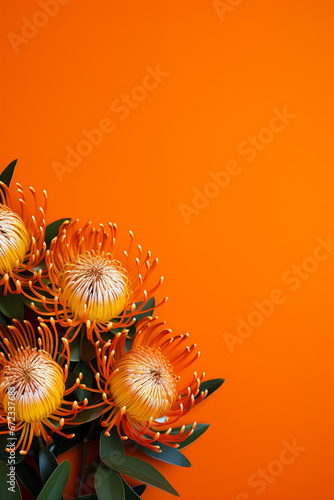 Pincushion flowers, Leucospermum on orange background with copy space. photo