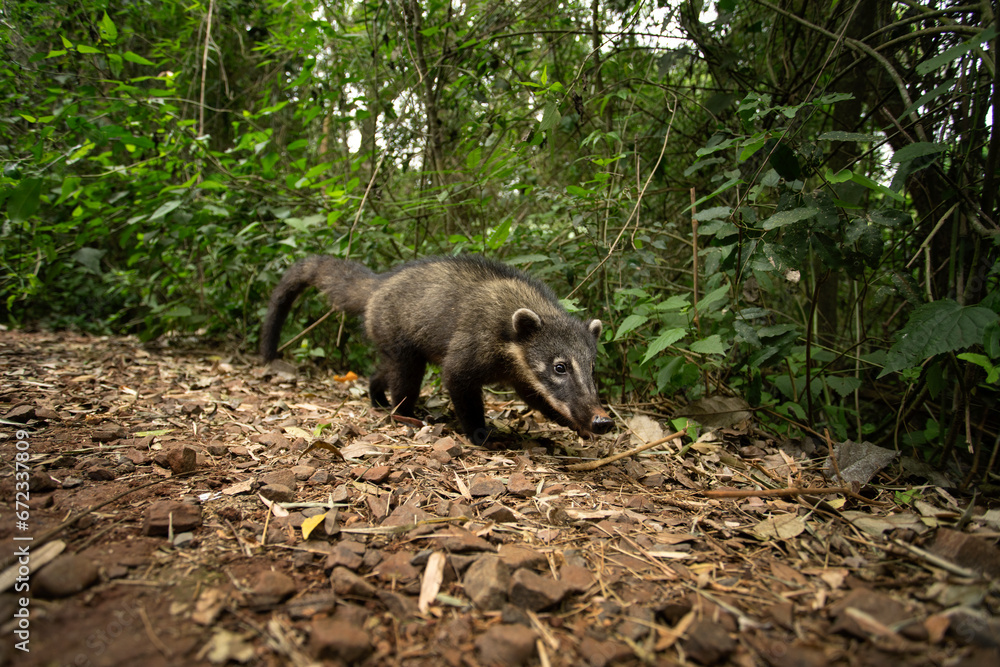 Naklejka premium South American coati in Iguazú National Park. Coati is feeding in the forest. South American mammal with long snout.