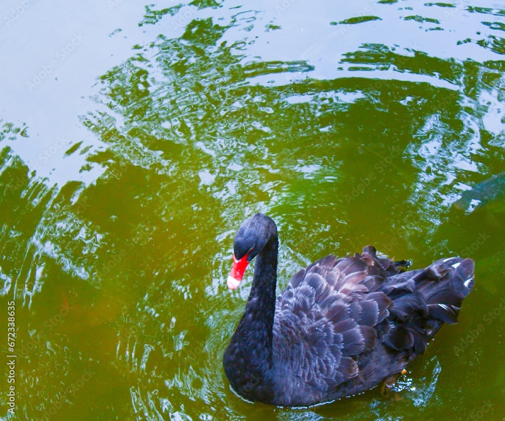 Fototapeta premium black swan on the lake