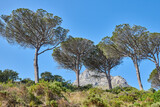 Beautiful mountain side with plants flowers and trees on a sunny summer day with clear blue sky. Isolated natural calm serene land, located in the Western Cape South Africa
