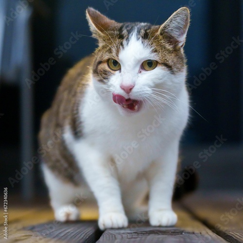 Domestic cat sitting on a hardwood floor with tongue sticking out from its mouth