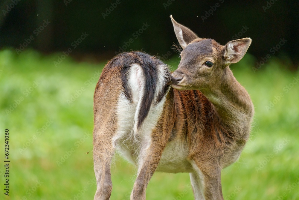 Cute white-tailed deer stands in a lush, verdant meadow with its head reaching its tail