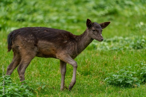 Young black deer walking in a sunlit meadow, surrounded by lush green grass