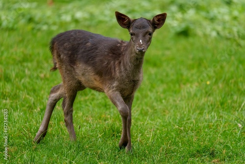 Young black deer walking in a sunlit meadow, surrounded by lush green grass
