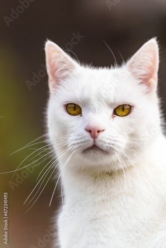 White domestic cat with bright yellow eyes looking at the camera