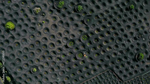 Aerial view-  footage 4k of black volcanic wine yards in Lanzarote, flight by drone. Top view of grape inside the holes in volcanic field - La geria (Lanzarote).