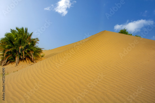 Wild date palm trees on the sand dunes in the Arabian desert