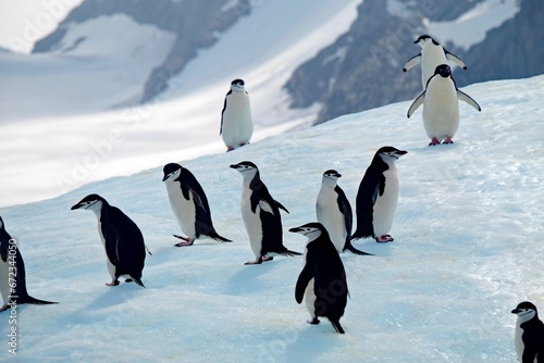 a group of penguins that are walking on a snowy hill