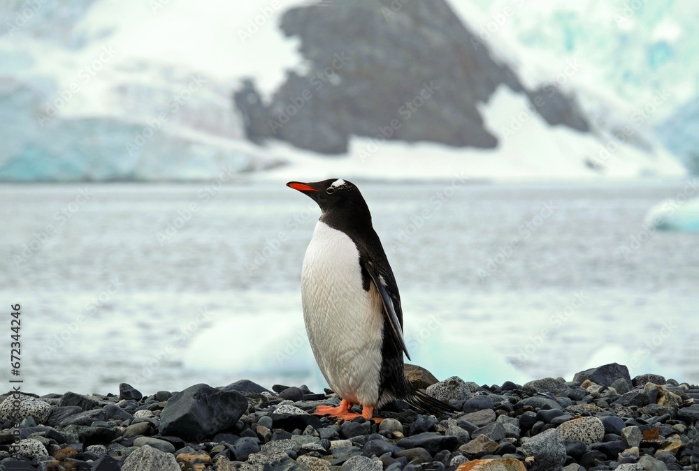 Obraz premium Single Gentoo penguin perched atop a rocky outcrop along the edge of an icy shoreline