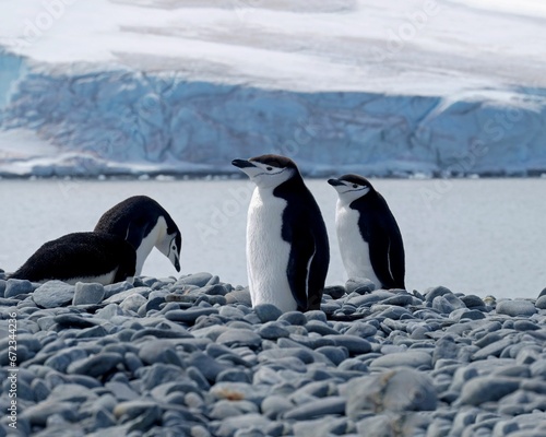 Adorable Chinstrap penguins perched on a rocky shoreline  overlooking the tranquil blue ocean