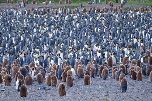 Flock of South Georgia king penguin colony including young brown fury king penguins