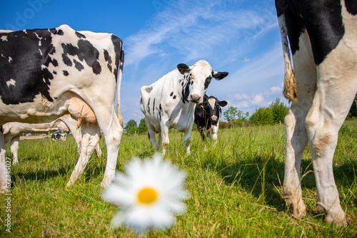 Troupeau de vache laitière au milieu des champs et de la campagne fleurie.