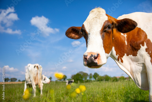 Troupeau de vache laitière au milieu des champs et de la campagne fleurie.