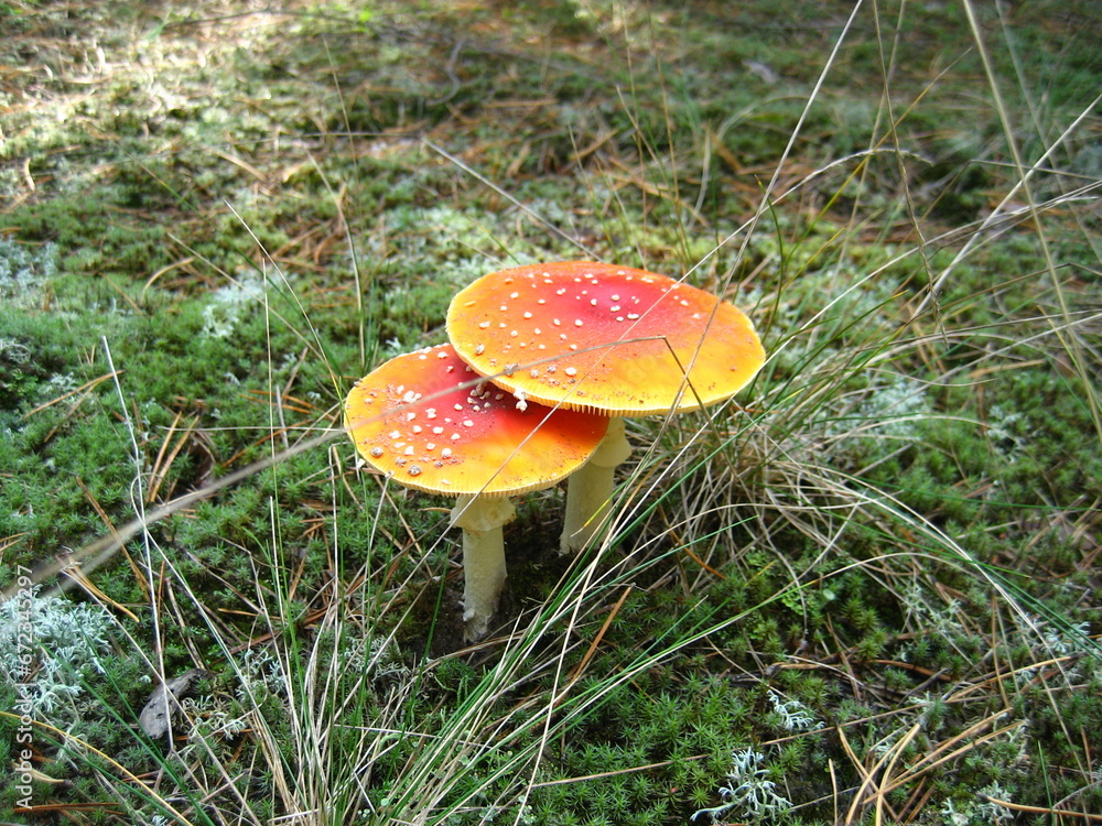 two poisonous mushrooms grow in the forest two poisonous mushrooms grow in the forest