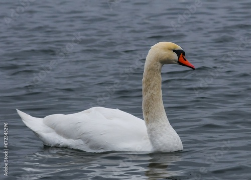 Fototapeta Naklejka Na Ścianę i Meble -  The mute swan (Cygnus olor), an adult bird with a red beak swims in the sea