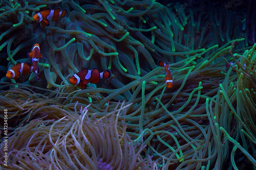 School of clownfish swimming among a variety of lush, green coral School of clownfish swimming among a variety of lush, green coral
