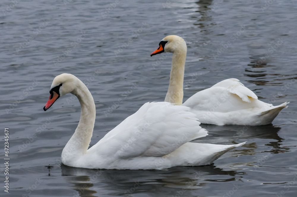 The mute swan (Cygnus olor), an adult bird with a red beak swims in the sea The mute swan (Cygnus olor), an adult bird with a red beak swims in the sea