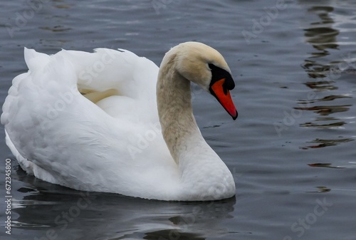 The mute swan  Cygnus olor   an adult bird with a red beak swims in the sea