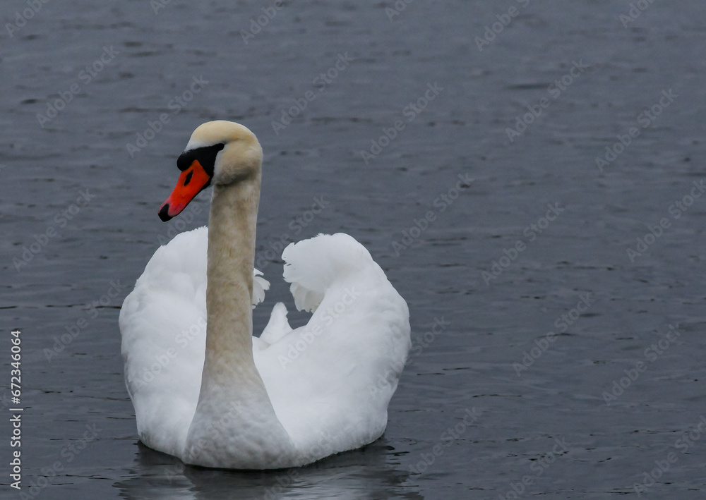 The mute swan (Cygnus olor), an adult bird with a red beak swims in the sea