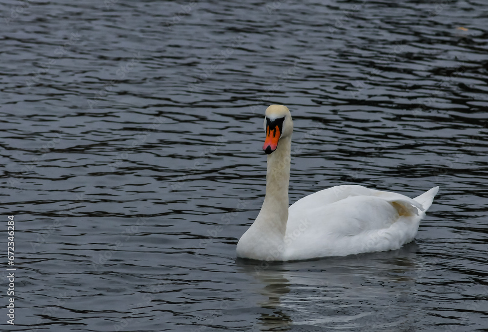 The mute swan (Cygnus olor), an adult bird with a red beak swims in the sea The mute swan (Cygnus olor), an adult bird with a red beak swims in the sea