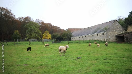 Sheep grazing on pasture at countryside farm photo