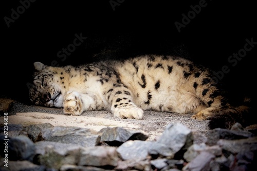 there is a snow leopard that is sleeping on the rocks