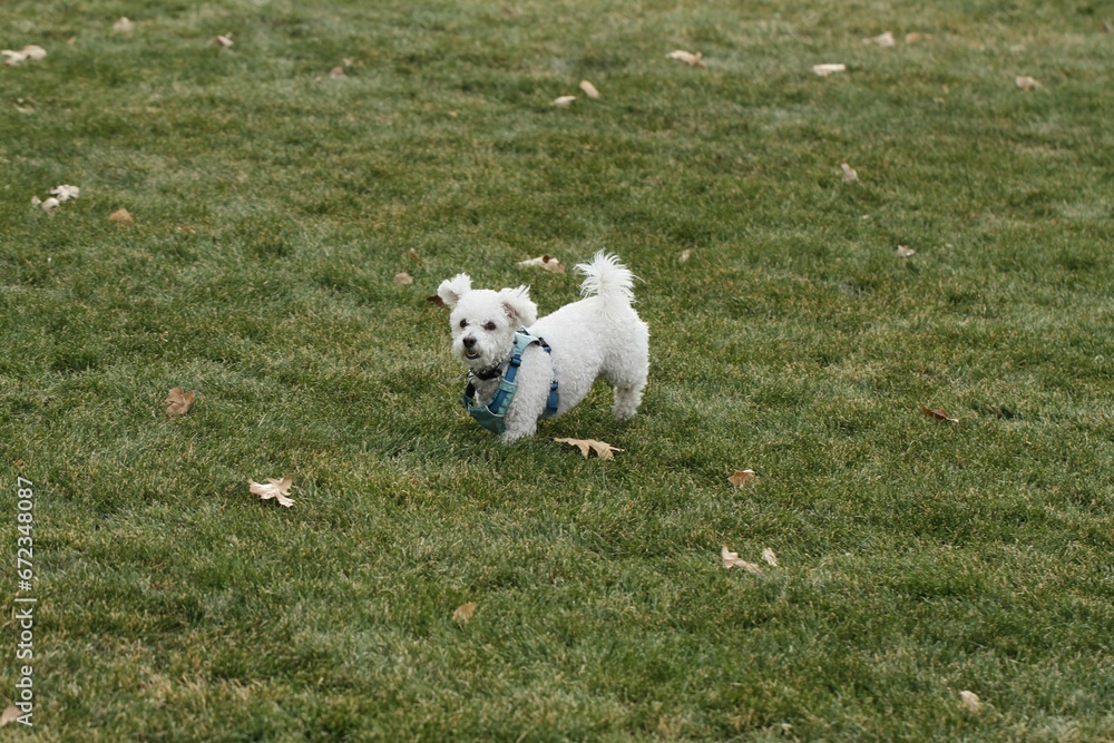 Cheerful white-colored small-breed dog running joyfully through a lush green grassy field Cheerful white-colored small-breed dog running joyfully through a lush green grassy field