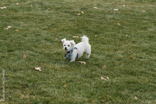 Cheerful white-colored small-breed dog running joyfully through a lush green grassy field © Wirestock