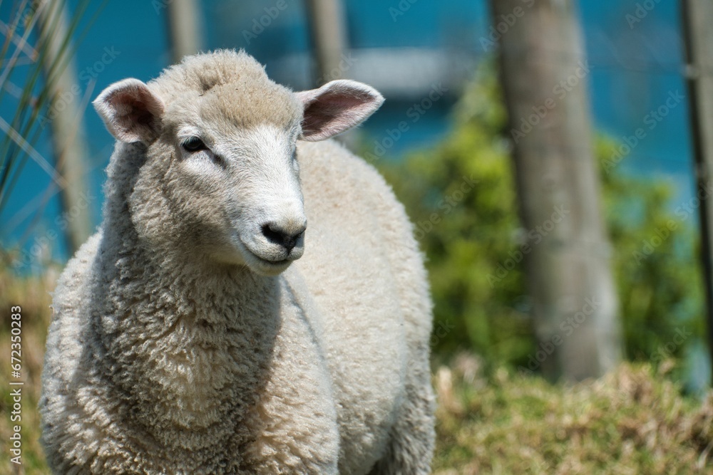 Young white sheep is standing against a blurry background in an outdoor setting.