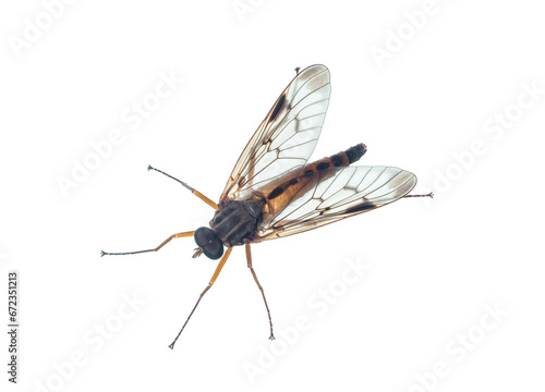 Makroaufnahme einer Skorpionsfliege (Panorpa). Fliege von oben vor weißem Hintergrund fotografiert.