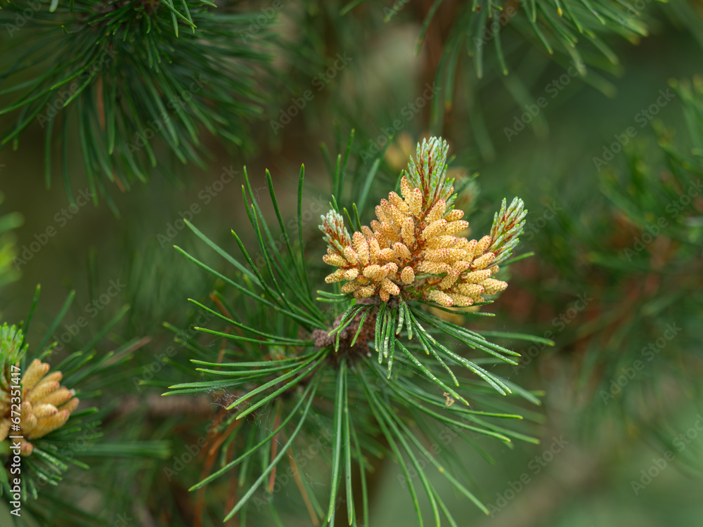 Pollentragende männliche Blüten an einem Zweig der Latschenkiefer (Pinus mugo). Pollentragende männliche Blüten an einem Zweig der Latschenkiefer (Pinus mugo).
