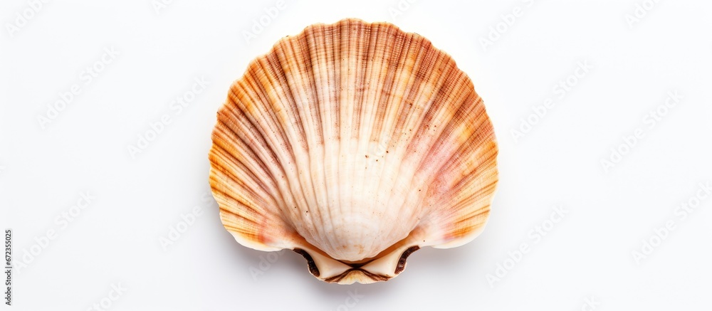 A white background with a scallop A white background with a scallop