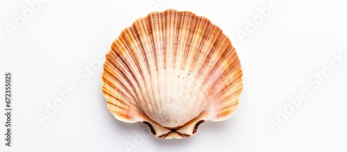 A white background with a scallop