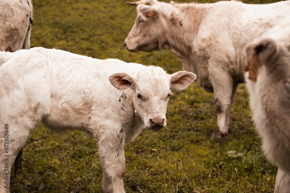 Group of white cows standing in a lush green pasture on the hill Group of white cows standing in a lush green pasture on the hill