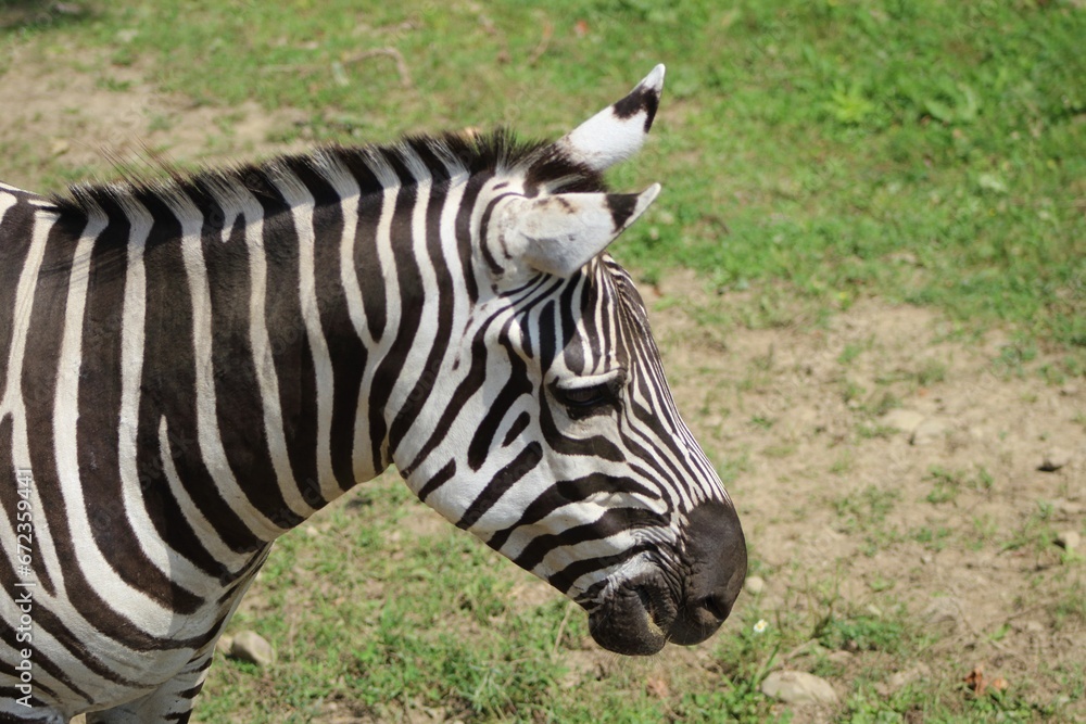Black and white striped zebra stands in a lush green grassy field, grazing placidly on vegetation Black and white striped zebra stands in a lush green grassy field, grazing placidly on vegetation
