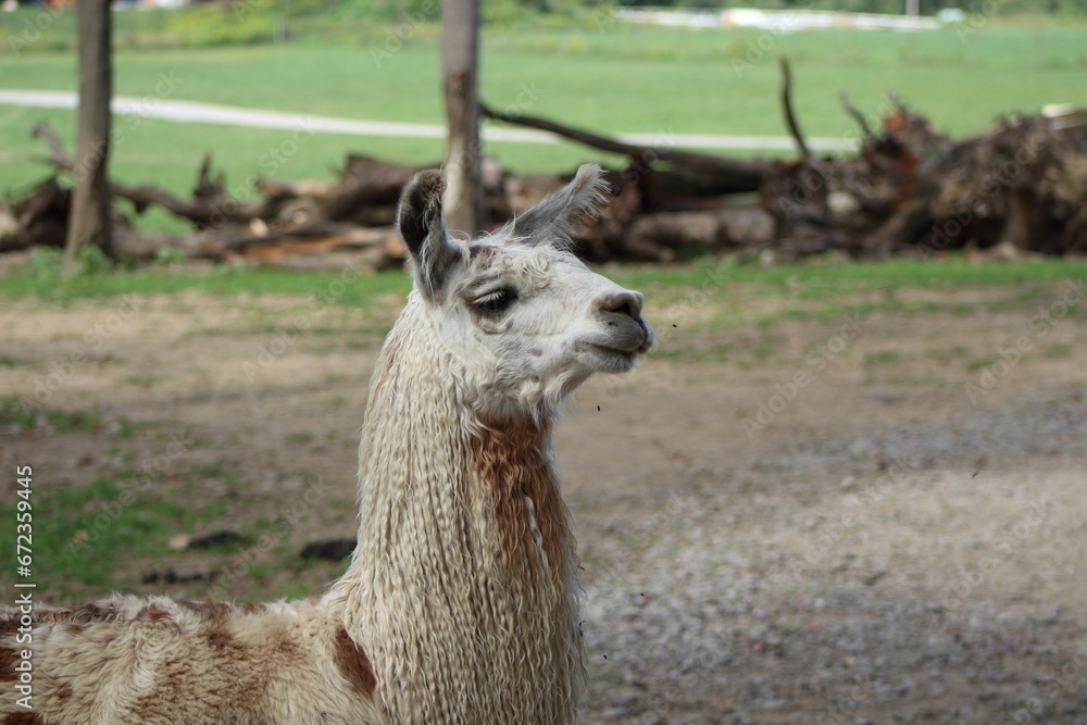 Adorable lama in its zoo enclosure, standing with its head held high and ears alert