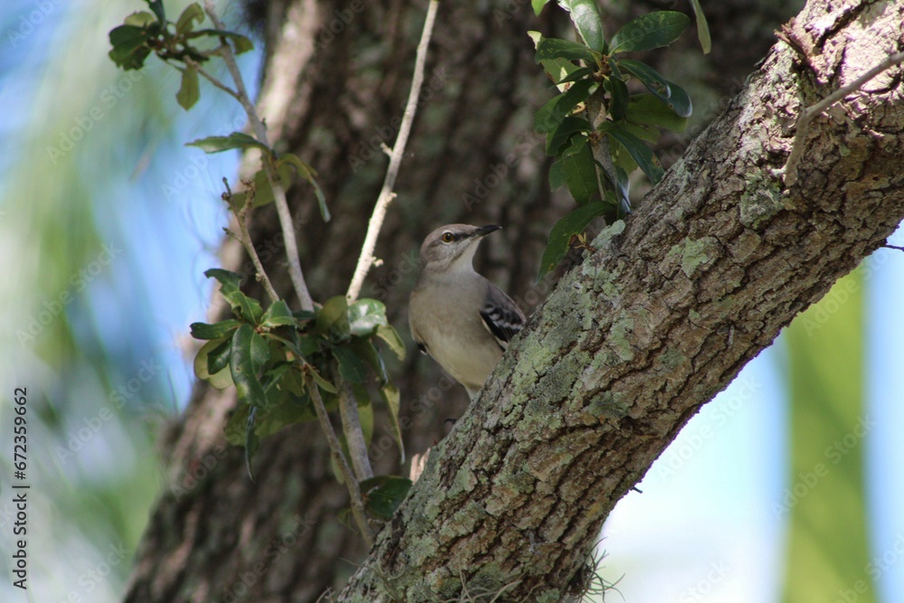Obraz premium Small grey-headed woodpecker perched atop a tree branch in a sunny outdoor environment
