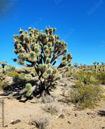 Yucca brevifolia Engelm. The Joshua tree of the desert in Mojave, Nevada. Perennial evergreen monoecious plant.