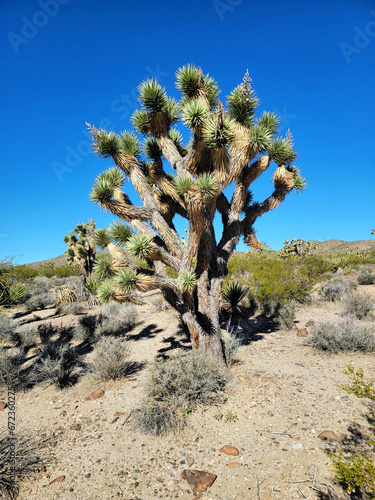 Yucca brevifolia Engelm. The Joshua tree of the desert in Mojave, Nevada. Perennial evergreen monoecious plant.