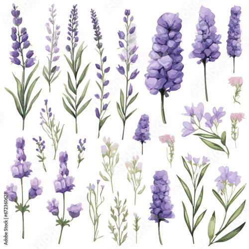 Set of watercolor drawing of lavender flowers and leaves isolated on white background in various shapes and designs