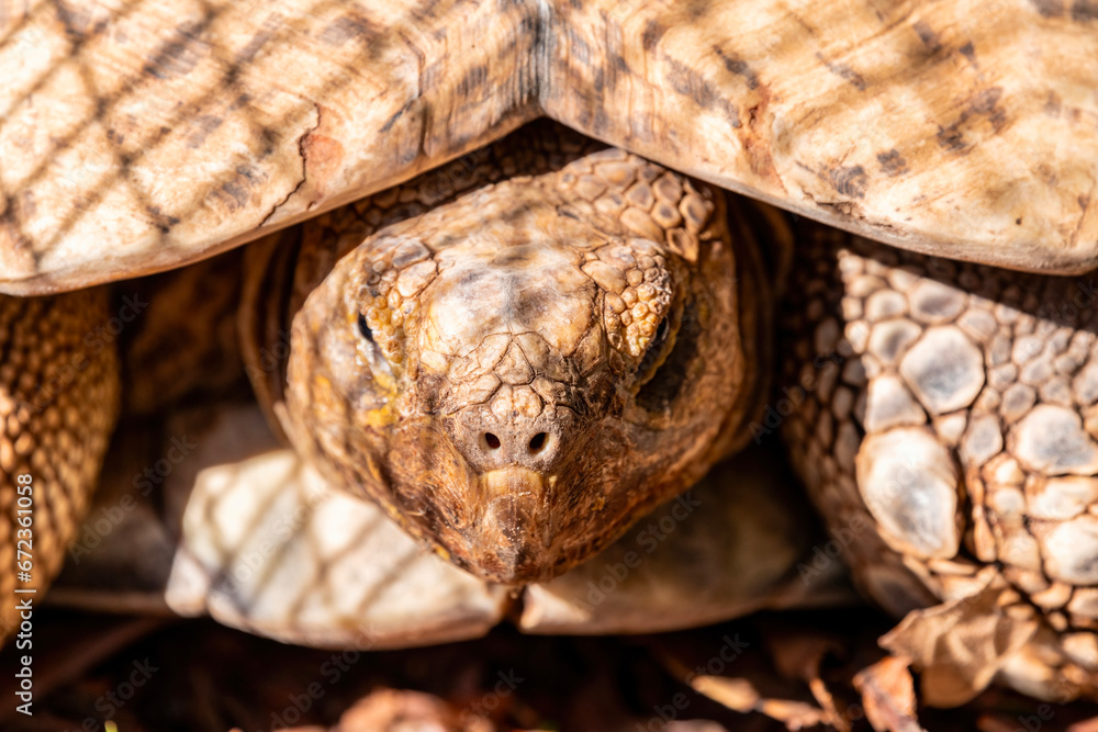 Fototapeta premium A turtle in Europe's largest turtle sanctuary, Corsica, France, A Cupulatta