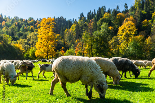 Fototapeta Naklejka Na Ścianę i Meble -  Traditional sheep pasture in Pieniny mountains in Poland. Last days of sheep grazing in autumn
