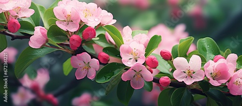 Among the verdant foliage there are vibrant apple blossoms in a pink hue